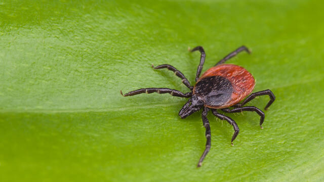 Deer tick